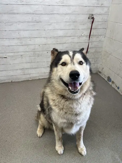 Dakota - Siberian Husky