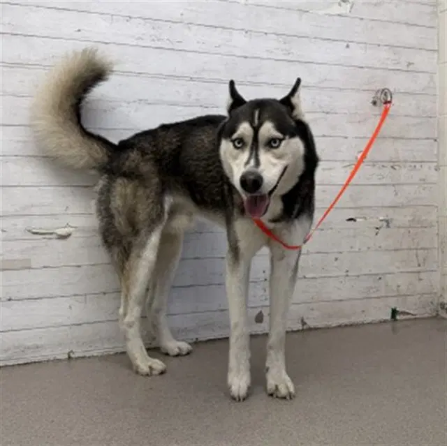 Juan - Siberian Husky