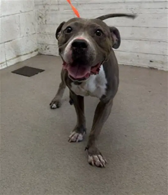 Reyna - Pit Bull Terrier