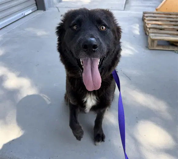 Kacey - Australian Shepherd