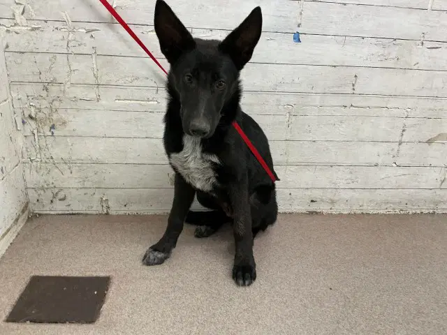Theodore - German Shepherd Dog