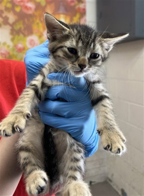 picture of the cat needing adoption