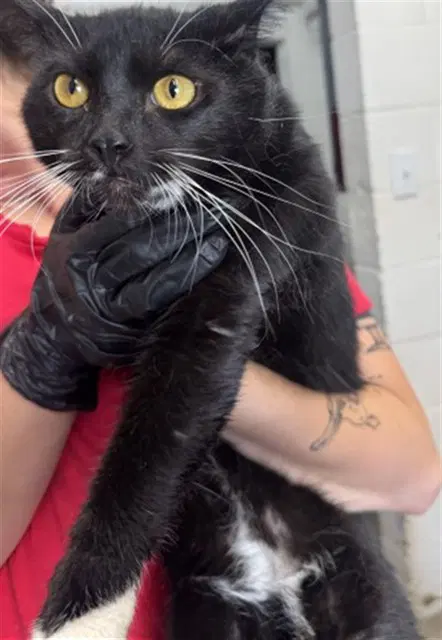 Cooper - Domestic Short Hair