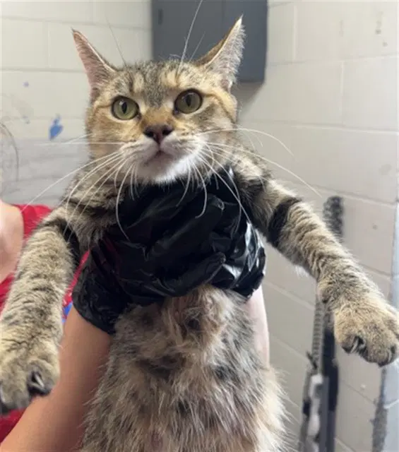 Gene - Domestic Short Hair