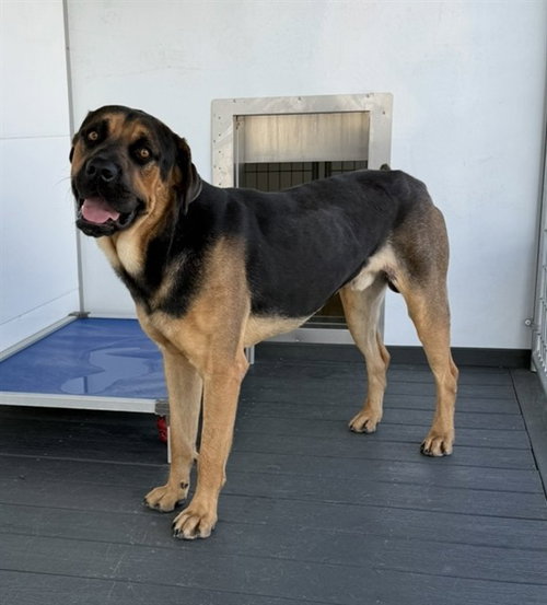 BUSTER, a dog for adoption from San Bernardino City Animal Control