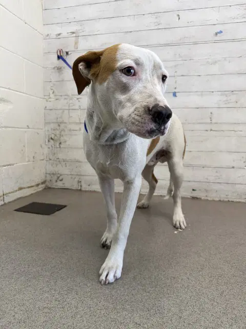 Olivier - Pit Bull Terrier
