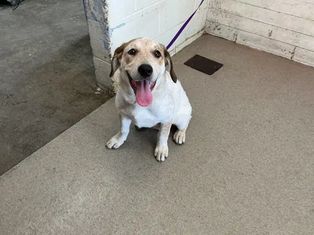 Sandi - Australian Cattle Dog/Blue Heeler