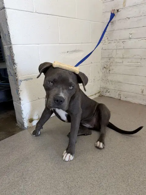 Athena - Pit Bull Terrier