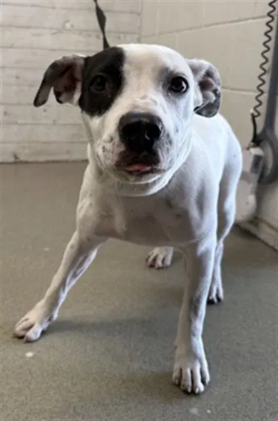 Asteria - American Pit Bull Terrier