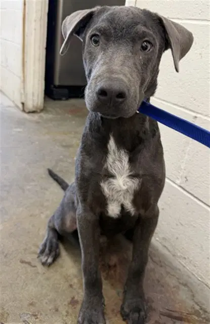 Feta - Pit Bull Terrier