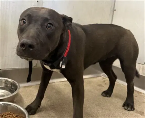 Kat - Pit Bull Terrier