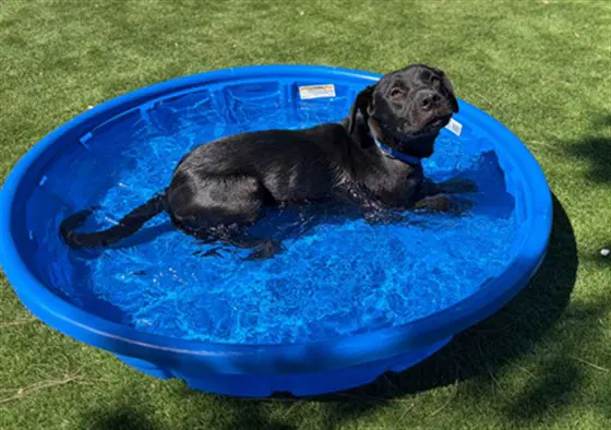 Pepper - Labrador Retriever