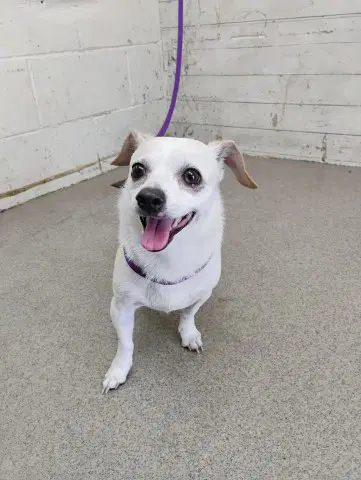 Courage - Chihuahua