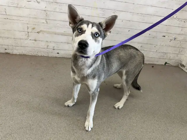 Lilly - Siberian Husky