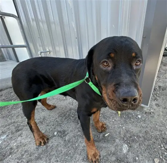 Andres - Rottweiler