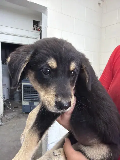 Churro - German Shepherd Dog