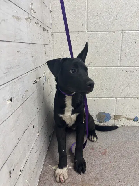Mark - Pit Bull Terrier
