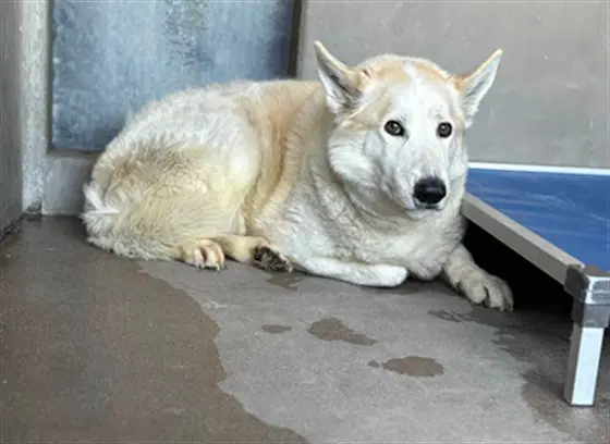 Dusty - Siberian Husky