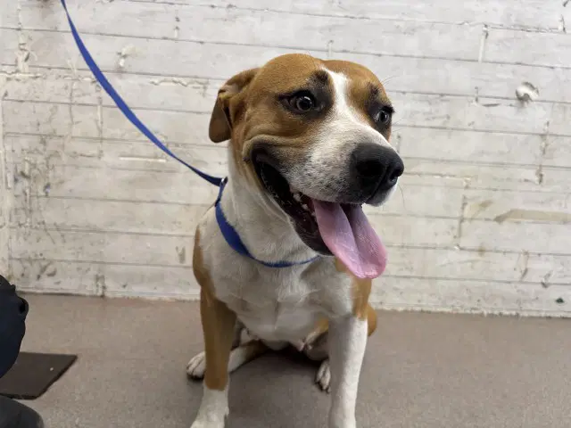 Vicky - Pit Bull Terrier