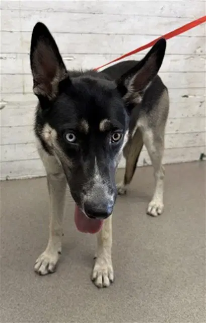 Calliope - Siberian Husky