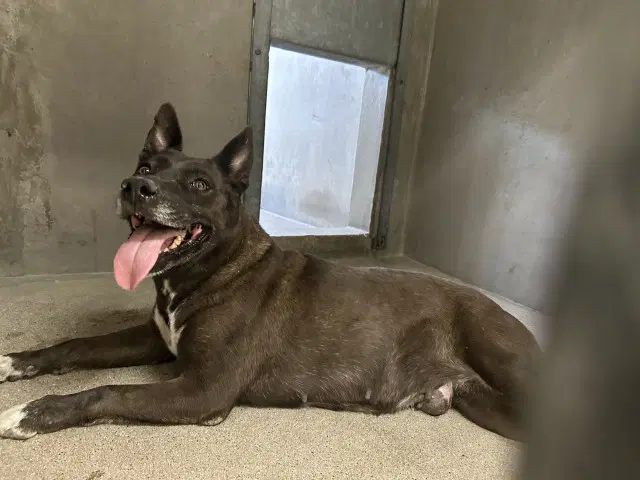 Velvet - German Shepherd Dog