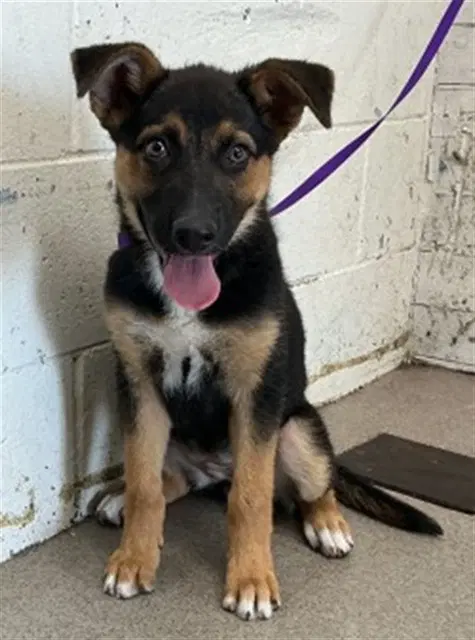 Gigi - German Shepherd Dog