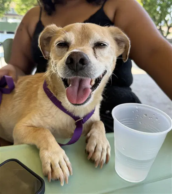 Bentley - Chihuahua