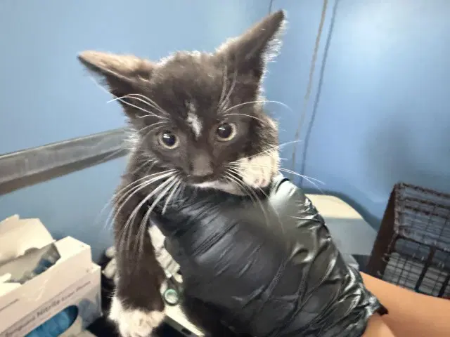 Alphard - Domestic Short Hair