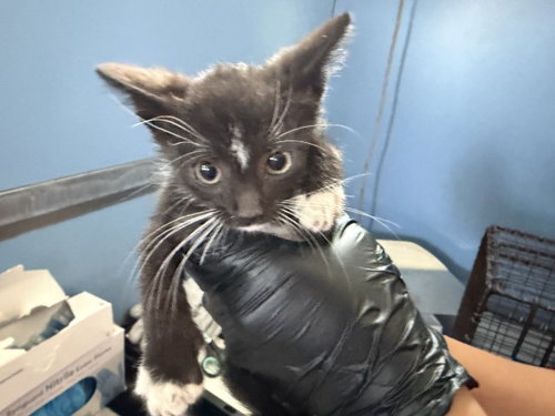 picture of the cat needing adoption