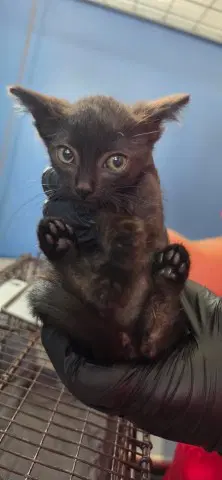 Mira - Domestic Short Hair