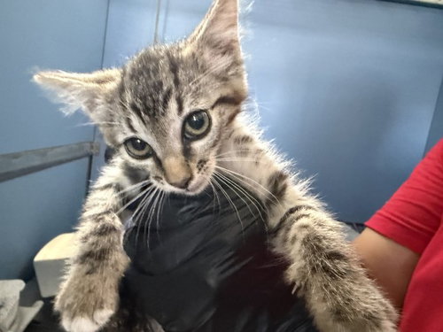 picture of the cat needing adoption