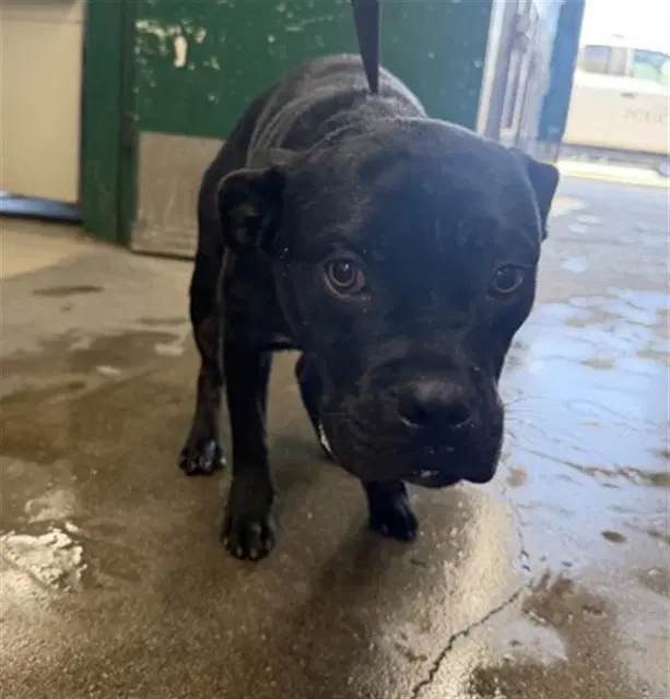 Ralph - Pit Bull Terrier