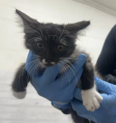 Starie - Domestic Medium Hair