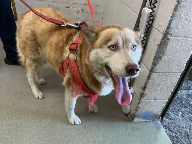 Scarlet - Siberian Husky