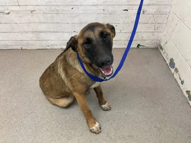 Jessica - German Shepherd Dog