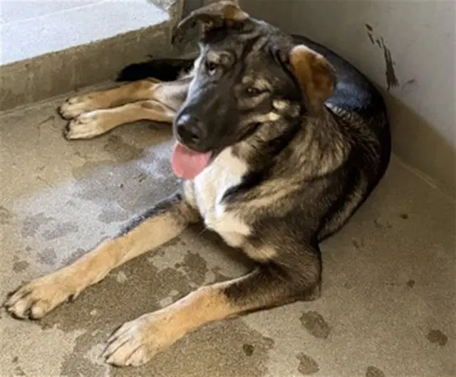 Ares - German Shepherd Dog