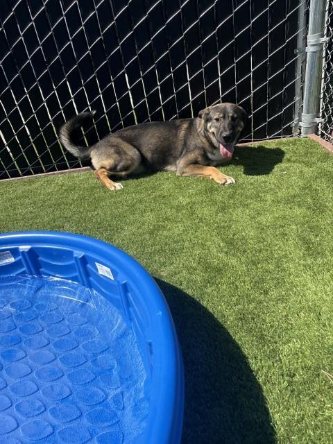 Ares, German Shepherd Dog / Mixed (medium coat)