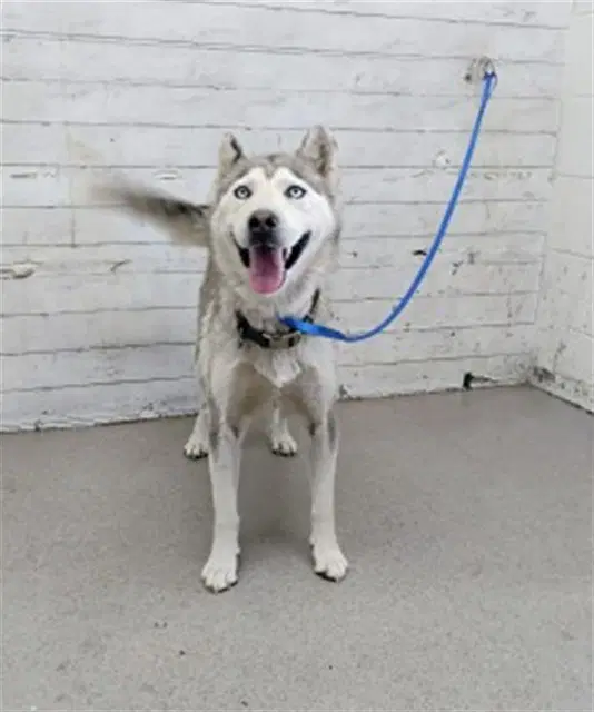 Storm - Siberian Husky