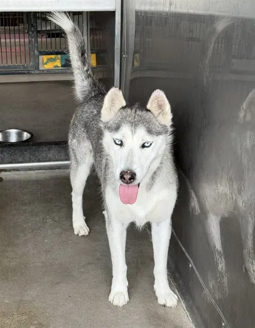Storm - Siberian Husky