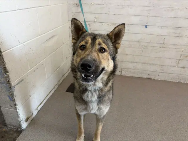 Nova - German Shepherd Dog