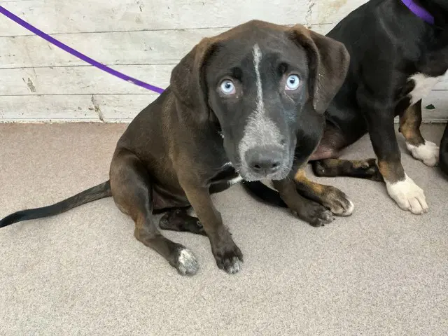 Harley - Labrador Retriever