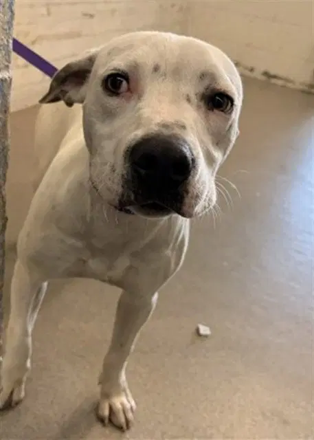 Aster - Pit Bull Terrier