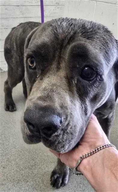 Sunflower - Mastiff