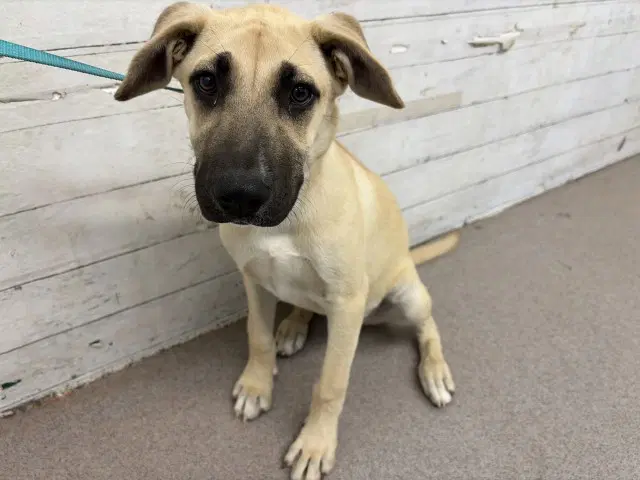 Daisy - Labrador Retriever