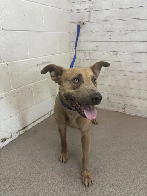 Mango - Pit Bull Terrier