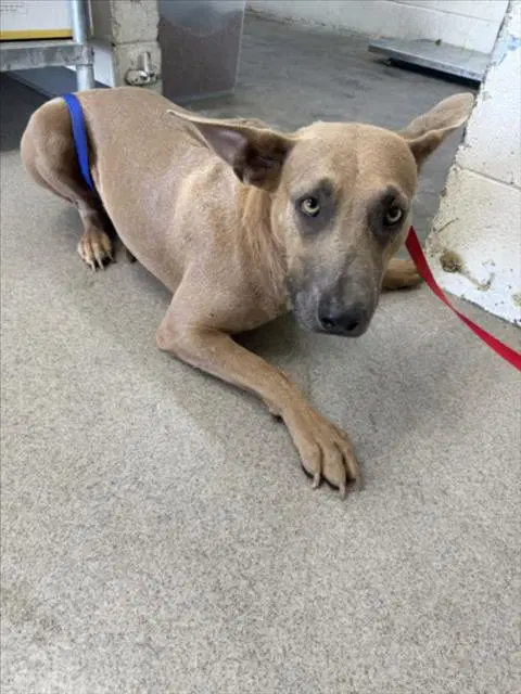Hibiscus - Pit Bull Terrier