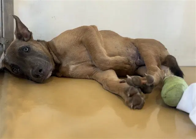 Burger - Pit Bull Terrier