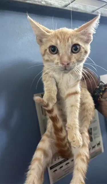 Potato - Domestic Short Hair