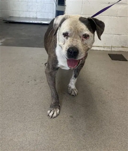Moochie - Pit Bull Terrier