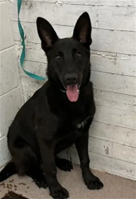 Sir Licks-A-Lot - German Shepherd Dog